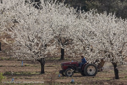 30 mars 2012 - Saint Saturnin les Apt (FRA, 84) - Cerisiers en fleurs