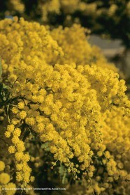 France, Provence, Arbres fruitiers en fleur   Spring bloom