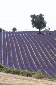 13 08 2007 - Valensole (04) - lavender fields on Valensole plateau