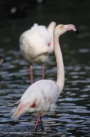 Camargue (FRA,13) - Flamants roses en Camargue