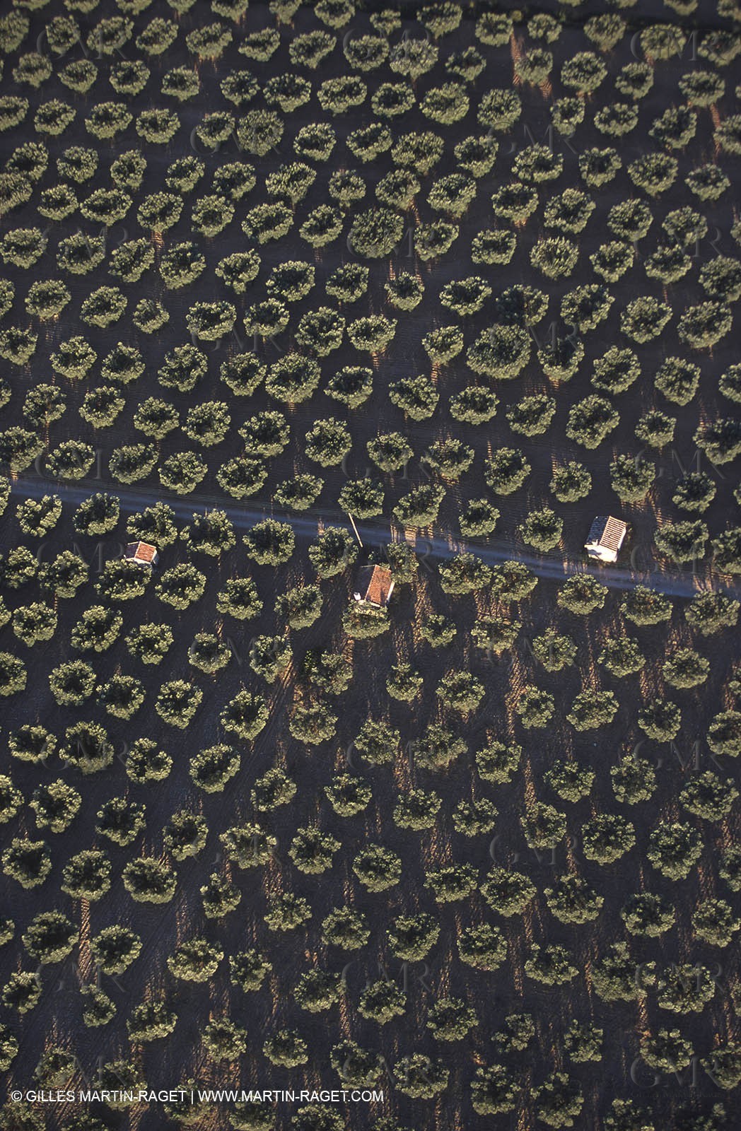Olive Tree Field