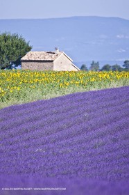 27 06 2011 - Valensole (FRA, 04) - Lavander fields