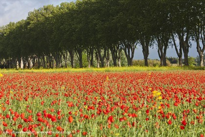 29 04 2012 ( Saint Rémy de Provence (FRA, 13) - Chaîne des Alpilles vers Romanin