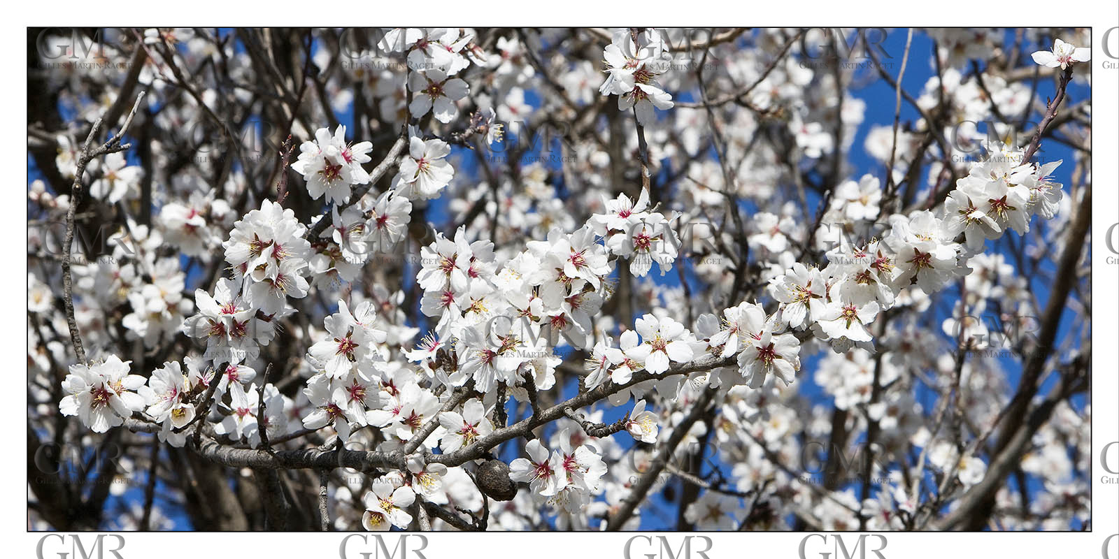 Product: in house made quality print on 8 ultrachome colors Epson ink Jet printer.Available sizes: . 50 x 100 cm. 100 x 200 cmAvailable papers: . Standard 250 gr glossy paper print, black streak, white margin, no signature. Top quality glossy 290 gr. paper, black streak, white margin, checked and signed by the author. Fine Art print (signed, numbered, stamped, registered) on demand. Other supports (Canvas, Acrylic, Metal) on demandPackaging: cylindric reinforced tubeShipping options: regular mail or Shipping companyClick on the basket icon to select your options and start the online ordering process