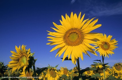 Luberon (FRA,84), Sunflower fields