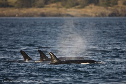 Animaux marins