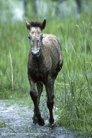 Camargue (FRA,13)
