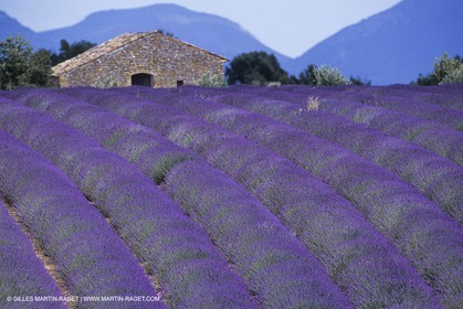 France, Provence, Lavender fields