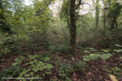 23 10 2012 - Gemenos (FRA) - Parc Départemental de la vallée de Saint Pons
