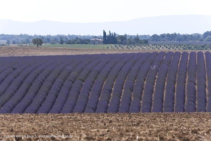 13 08 2007 - Valensole (04) - lavender fields on Valensole plateau