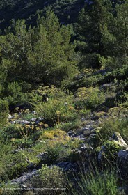 Aubagne