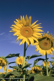 France, Provence, Champs de tournesols