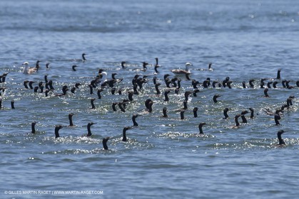 07 11 2014, Capetown (ZAF), Volvo Ocean Race 2014-15, Arrivals