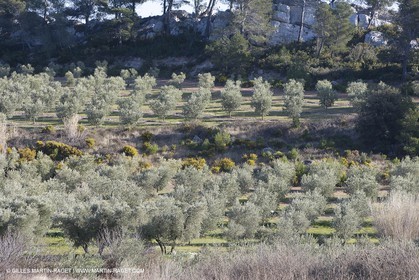 16 02 2008 - Les Baux de Provence (FRA, 13) - Paysages des Alpilles