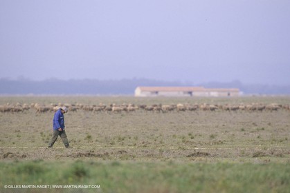 France, Provence, Moutons, bergers, élevage, transhumance