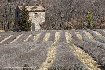 30 mars 2012 - Saint Saturnin les Apt (FRA, 84) - Cerisiers en fleurs