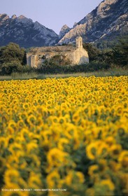 Alpilles (FRA,13) - Sunflower fields
