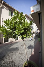 06 06 09 - Sanaray Sur Mer (FRA,83)