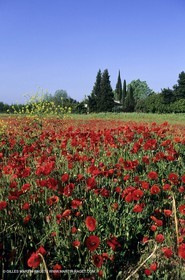 2000-2010- Les Alpilles (FRA,13) - Champs de coquelicots