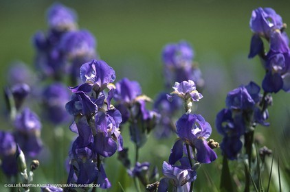 Alpilles (FRA,13) Iris in bloom