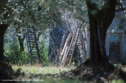 Nyons - Olive tree field