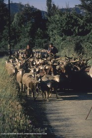 France, Provence, Moutons, bergers, élevage, transhumance