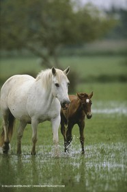 France, Provence, Camargue, chevaux   Horses