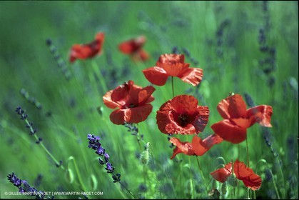 Coquelicots
