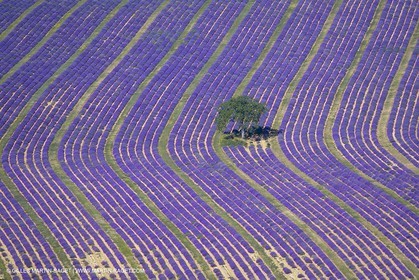 France, Provence, Lavender fields