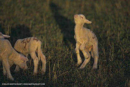 France, Provence, Moutons, bergers, élevage, transhumance