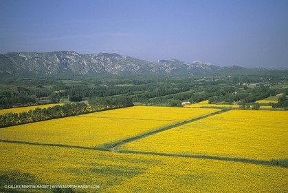 France, Provence, Champs de tournesols