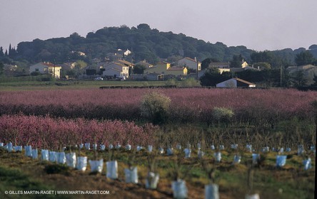 Paysages de Nîmes Métropole (FRA,30) - Les costières
