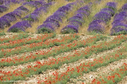 France, Provence, Champs de Coquelicots   Poppies fields