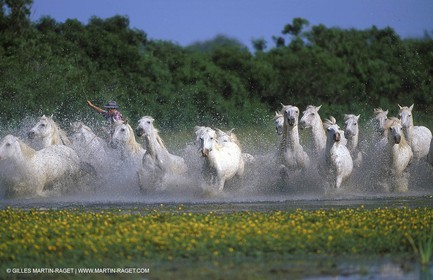Camargue horses
