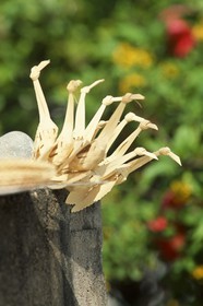 Destinations - Antilles - Saint Barth