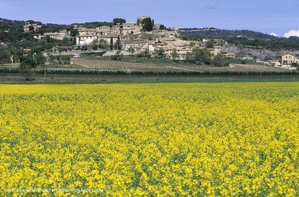 Alpilles (FRA,13), Champs de colza