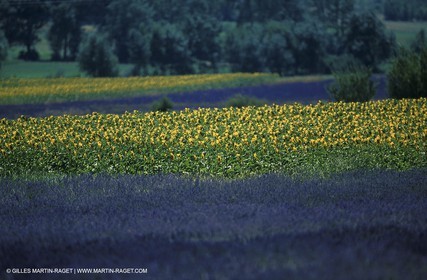 Lavander and sunflowers