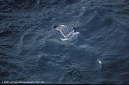 Animaux marins