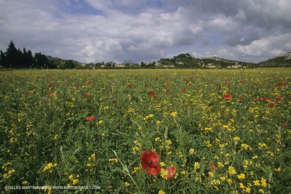 France, Provence, Champs de Coquelicots   Poppies fields