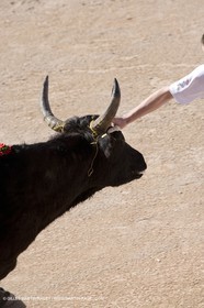 bull games