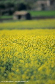 Alpilles (FRA,13), Champs de colza
