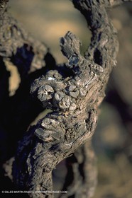 Wine - vineyards - Harvest