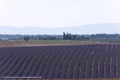 13 08 2007 - Valensole (04) - Lavandes en fleur sur le plateau de Valensole