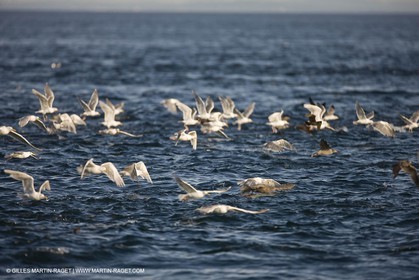 Animaux marins