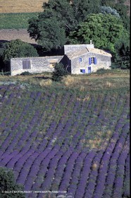 Lavander foelds