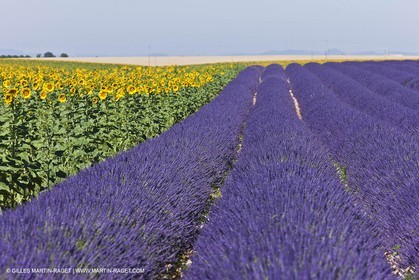 27 06 2011 - Valensole (FRA, 04) - Lavander fields