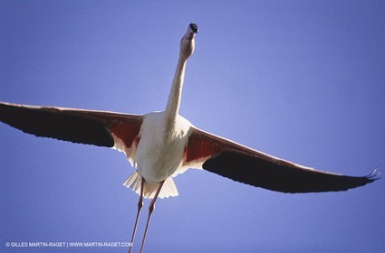 Camargue (FRA,13) - Flamants roses en Camargue