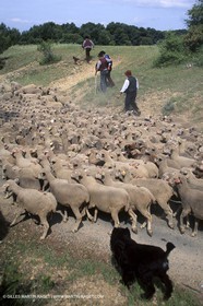 Saint Rémy de Provence (FRA,13) - Fête de la Transhumance