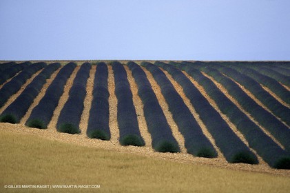Champs de lavande