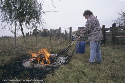 France, Provence, Camargue, Gardians de Camargue, métier, fêtes, élevage, tri